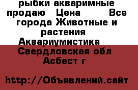 рыбки акваримные продаю › Цена ­ 30 - Все города Животные и растения » Аквариумистика   . Свердловская обл.,Асбест г.